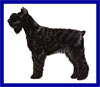 Click here for more detailed Giant Schnauzer breed information and available puppies, studs dogs, clubs and forums